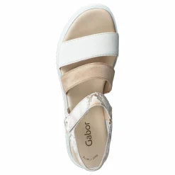 64.610-12 Camelmulti