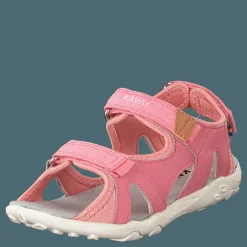 Rio Tx Strawberry Rose